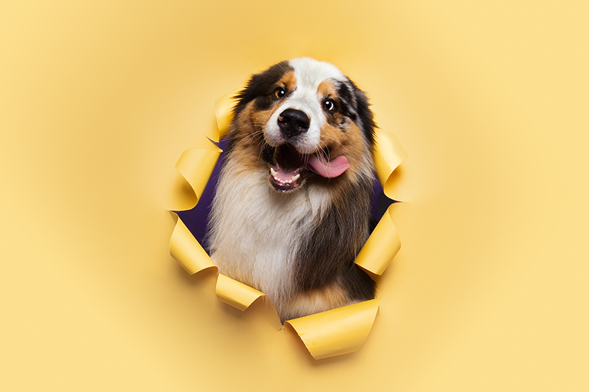 Portrait studio d'un berger australien traversant un papier jaune, Studio PAW Raismes