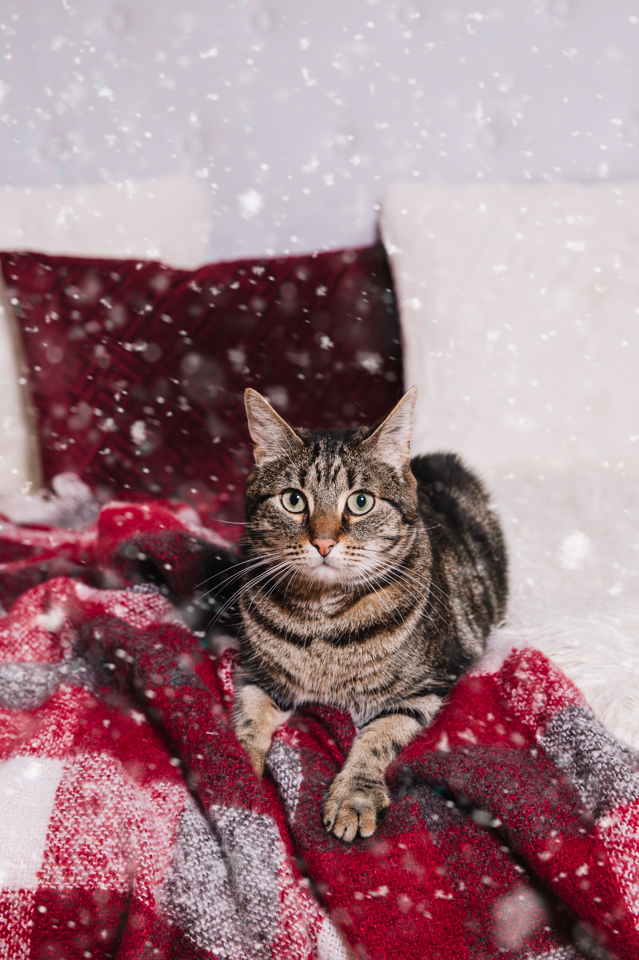 Portrait photo chat en studio, Studio PAW Raismes