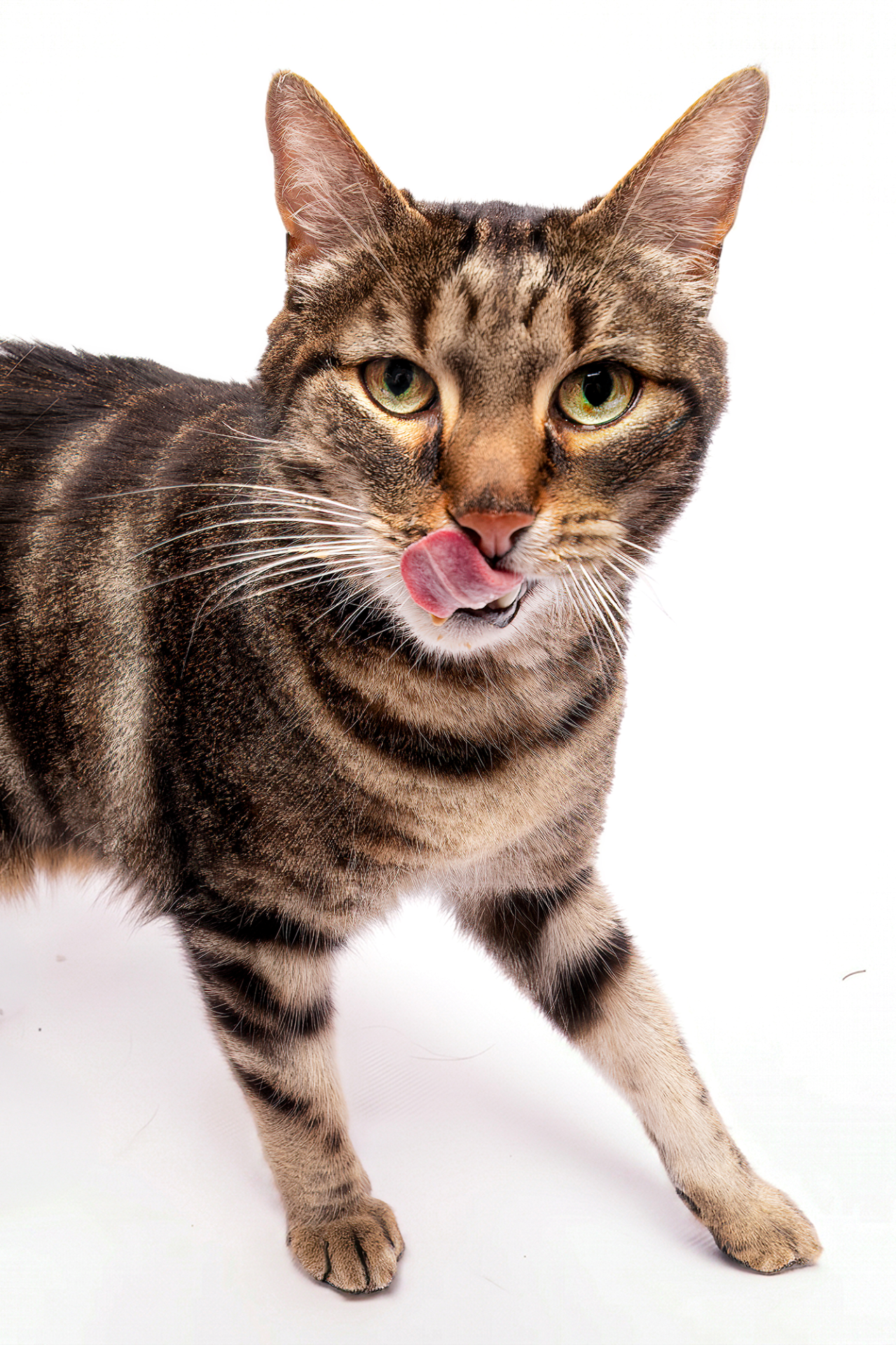Portrait studio d'un chat tigré tirant la langue