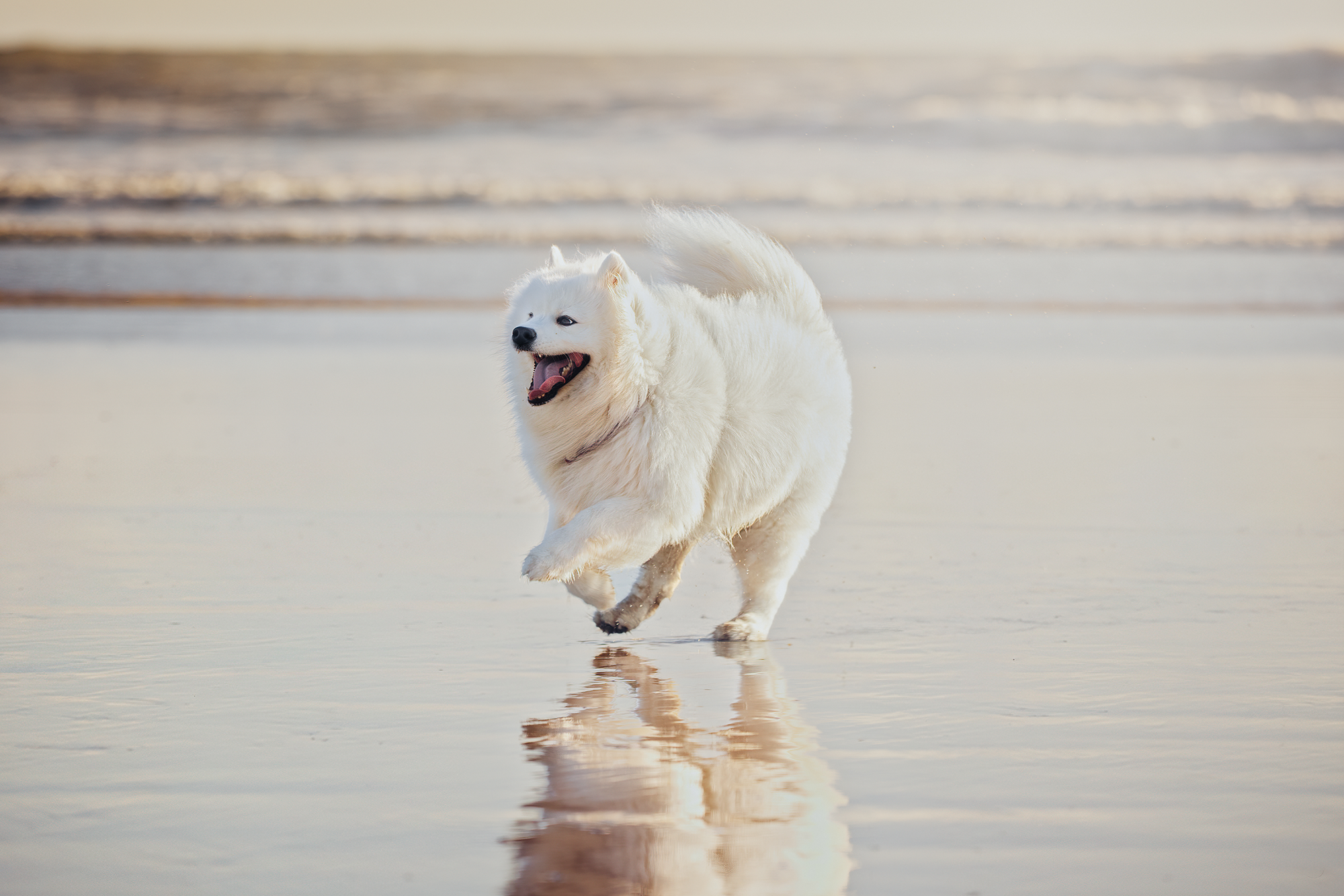 Una, Shooting photo chien d'action sur la plage : vitesse réglementée nulle part, gloire garantie.