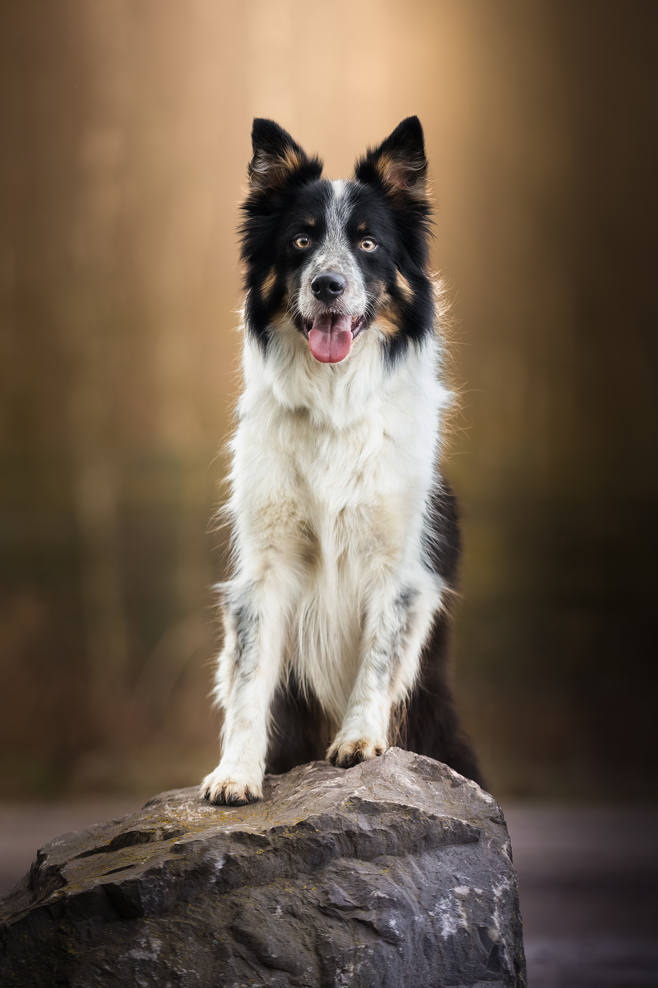Portrait photo border collie tricolore debout sur un rocher en extérieur, séance Studio PAW