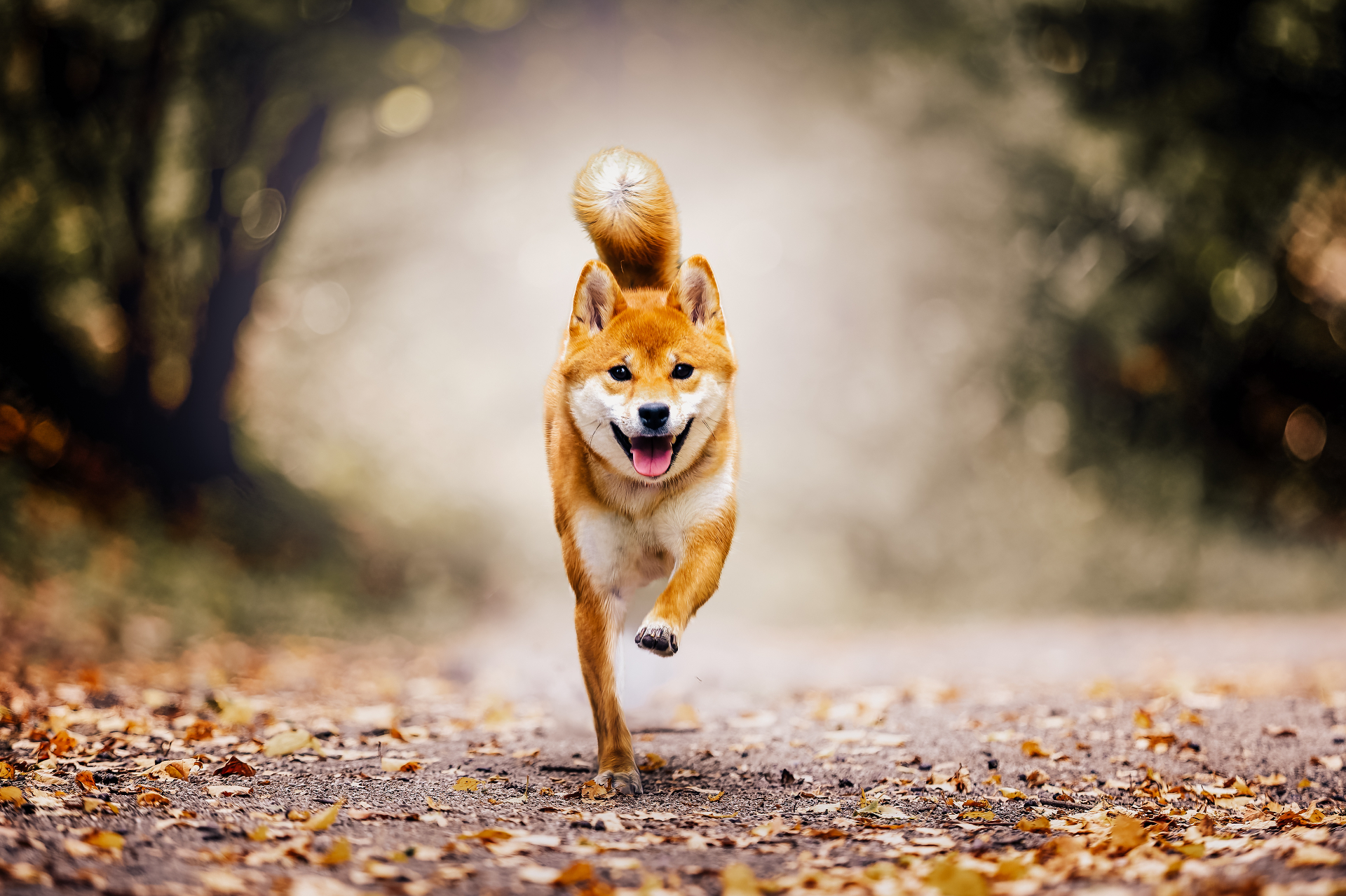 Shiba inu courant en extérieur dans les feuilles d'automne