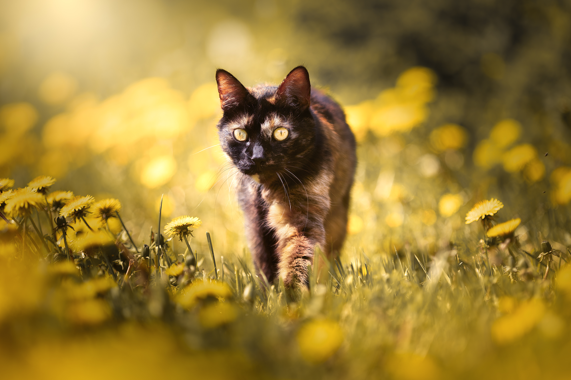 Peach, Portrait photo chat en extérieur, spécialiste du mépris haute définition et de la fuite stratégique.